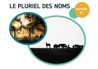 Fiche pédagogique sur le pluriel des noms