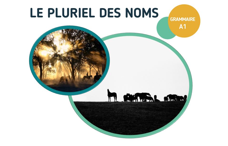 Fiche pédagogique sur le pluriel des noms